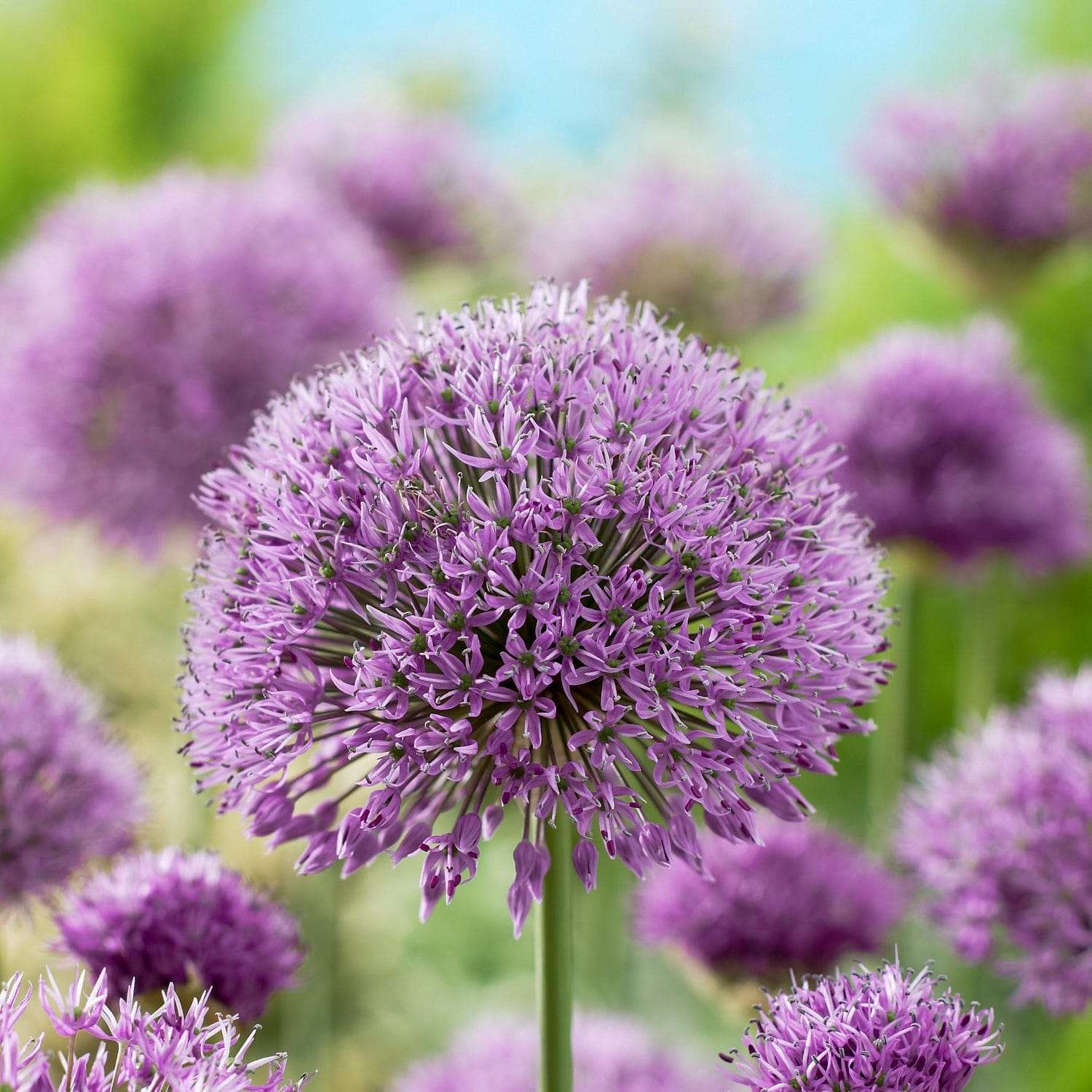Allium (Zierlauch) 'Aflatunense'